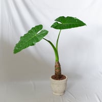 アロカシア クワズイモ 鉢セット Alocasia odora 観葉植物 静岡 ANTIDOTE 通販 S1329
