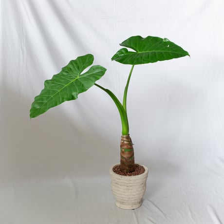 アロカシア クワズイモ 鉢セット Alocasia odora 観葉植物 静岡 ANTIDOTE 通販 S1329