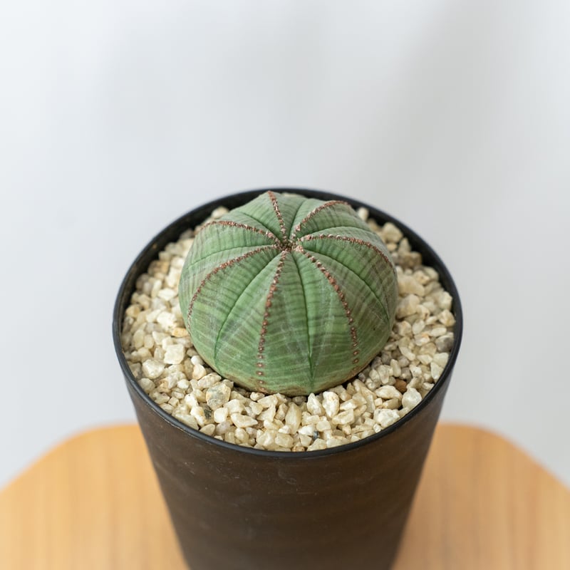 ユーフォルビア オベサ 美株 実生 Euphorbia obesa 多肉植物 珍奇植物