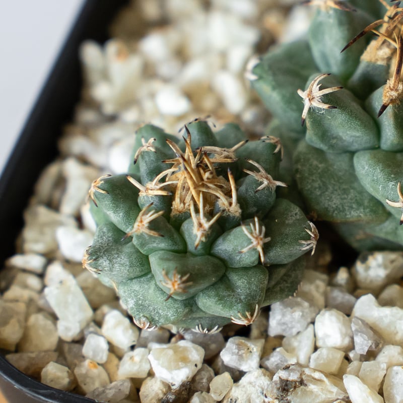 ツルビニカルプス アロンソイ 実生 Turbinicarpus alonsoi サボテン