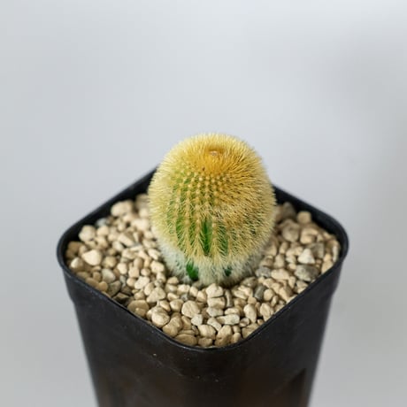 ユーベルマニア エリオカクトイデス 実生 Uebelmannia pectinifera v. eriocactoides サボテン 多肉植物 珍奇植物 静岡 ANTIDOTE 通販 S1483