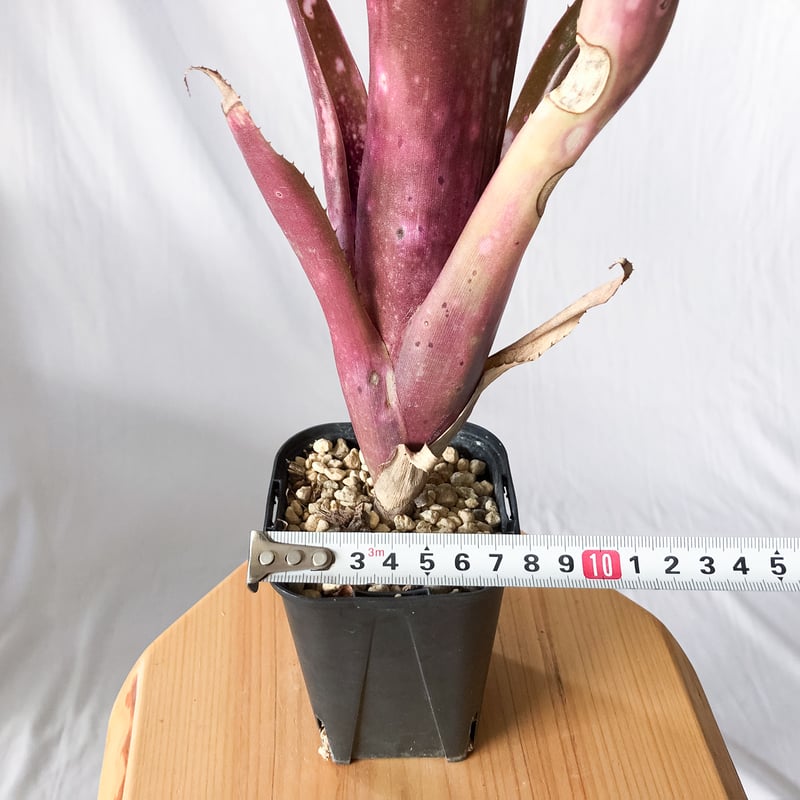ビルベルギア ハレルヤ billbergia Hallelujah タンクブロメリア