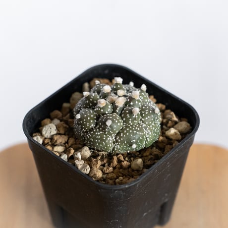 アストロフィツム 亀甲兜 Astrophytum 実生 多肉植物 サボテン 珍奇植物 静岡 ANTIDOTE 通販 S1240