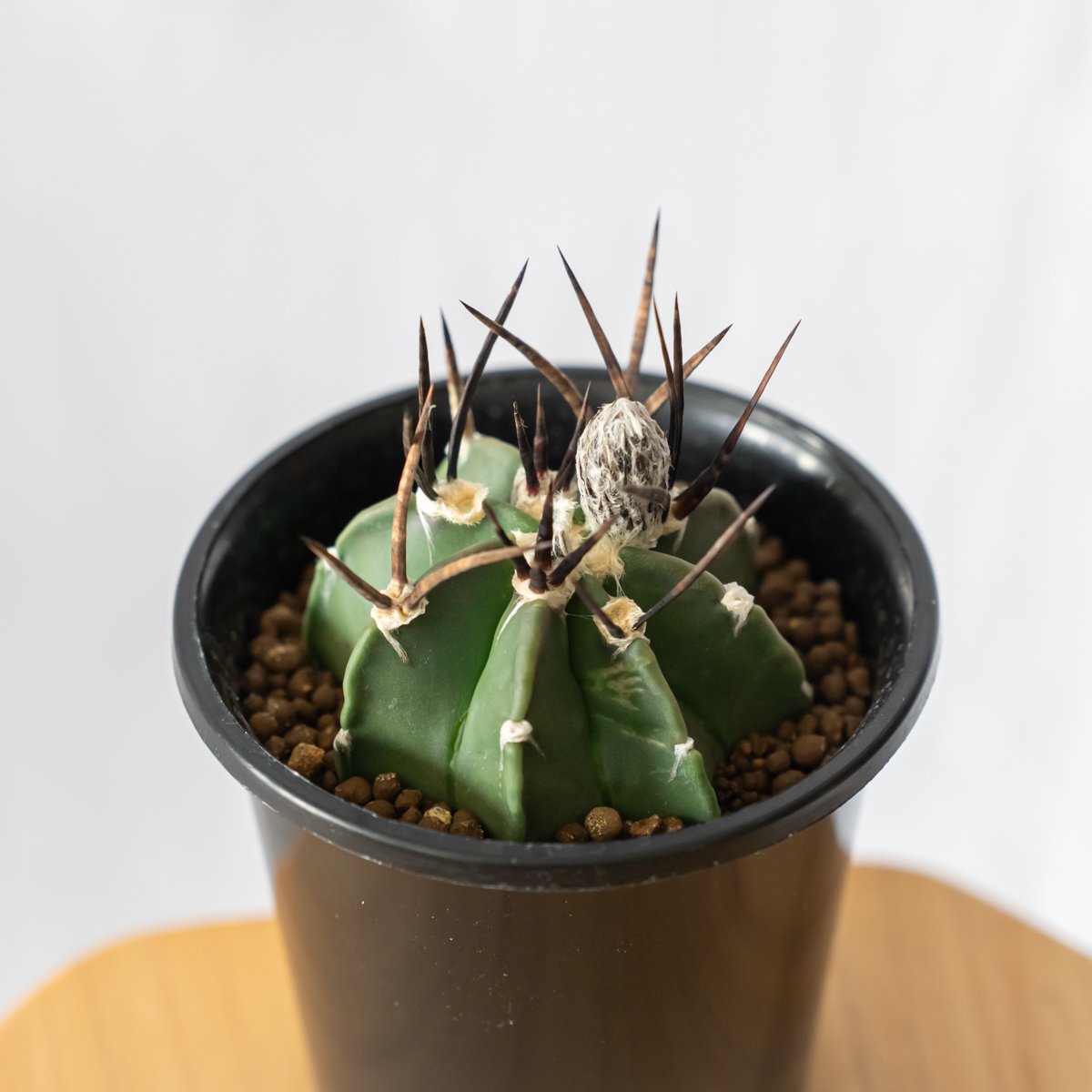 アストロフィツム 大鳳玉 実生 美株 Astrophytum capricorne v. cr