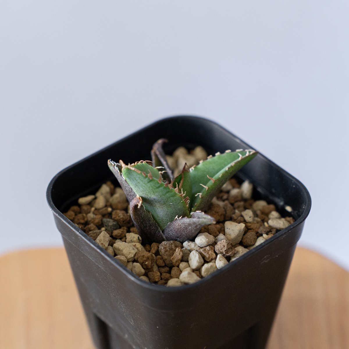 アガベ　チタノタ　清櫻 アガベ・チタノタ 清櫻-001｜agave Queen | Plus_Plants STORE