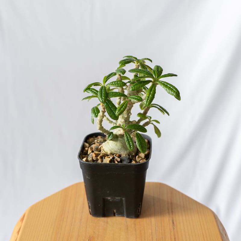 ドルステニア ギガス Dorstenia gigas 発根済 塊根植物 多肉植物 珍奇