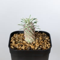ほほえみパイン 実生 ユーフォルビア 蘇鉄麒麟 斑入りパイナップルコーン Euphorbia Christ Plant 多肉植物 珍奇植物 静岡 ANTIDOTE 通販 S1497