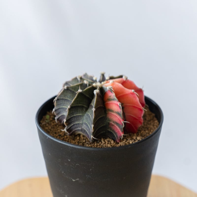 ギムノカリキウム ミハノビッチ 緋牡丹錦 ヒボタンニシキ