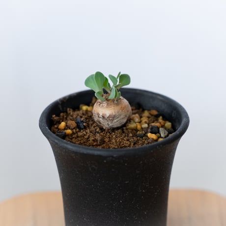 オトンナ カカリオイデス 美株 実生 Othonna cacalioides 塊根植物 コーデックス 冬型 多肉植物 珍奇植物 静岡 ANTIDOTE 通販 S923