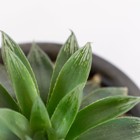 ハオルチア オブツーサ ハイブリッド 鉢セット Haworthia obtusa hybrid 多肉植物 珍奇植物 静岡 ANTIDOTE 通販 S1290