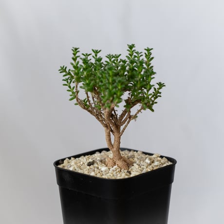 トリコディアデマ ブルボスム 姫紅子松 実生 Trichodiadema bulbosum 盆栽 塊根植物 コーデックス 多肉植物 珍奇植物 静岡 ANTIDOTE 通販 S790