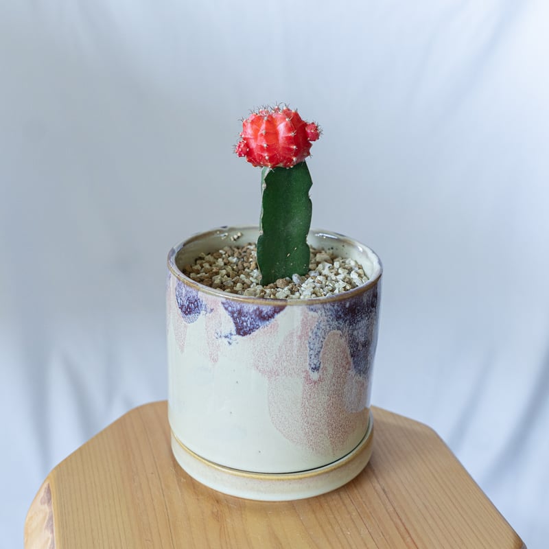 ギムノカリキウム ヒボタン 緋牡丹 鉢セット サボテン 多肉植物