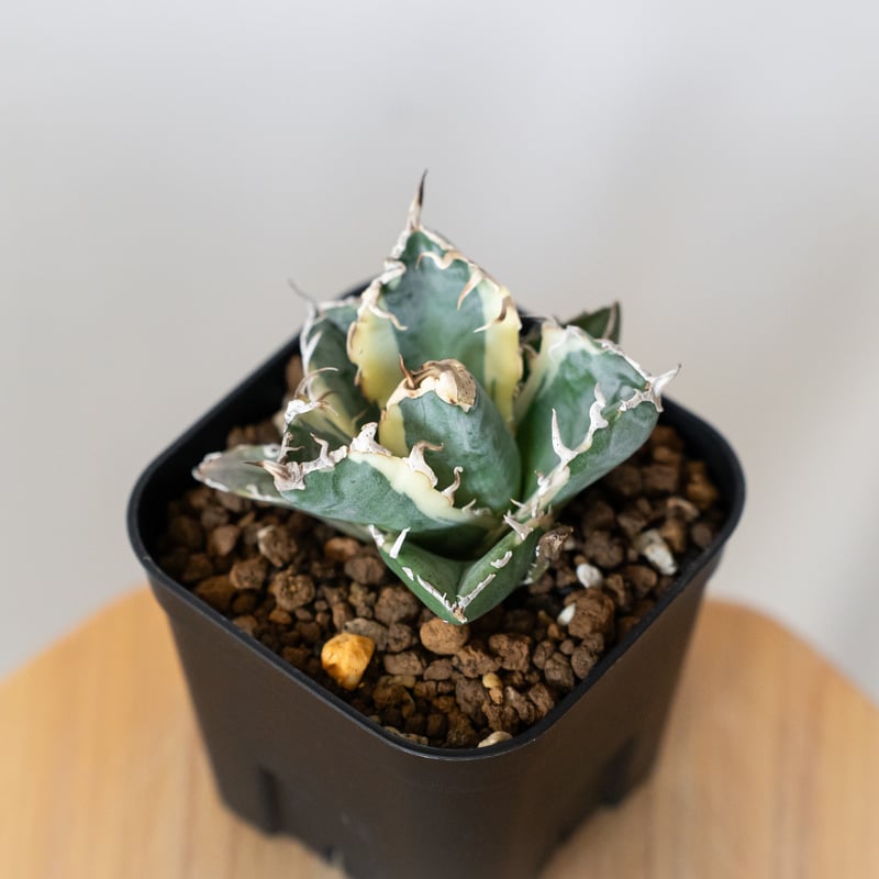 アガベ チタノタ 白鯨 白鯨錦 白覆輪 TC株 Agave titanota White Wh