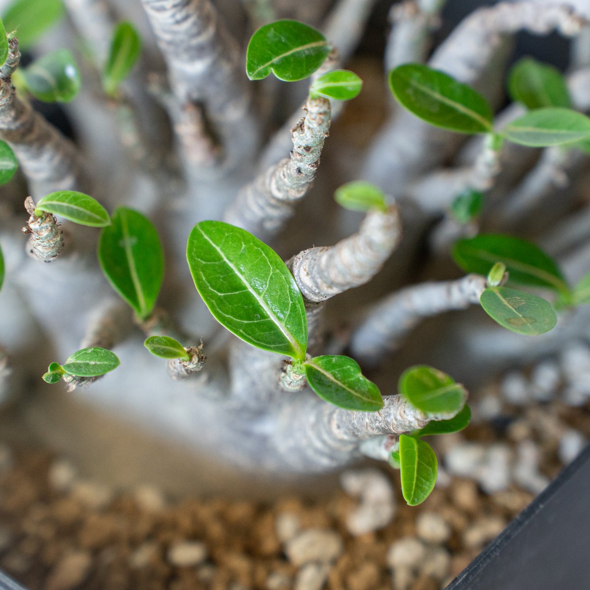アデニウム ブラックスキン アラビカム 大株 Adenium Arabicum Black S