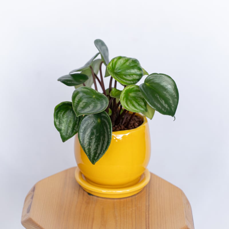 スイカぺぺ ペペロミア サンデルシー 鉢セット Peperomia argyreia