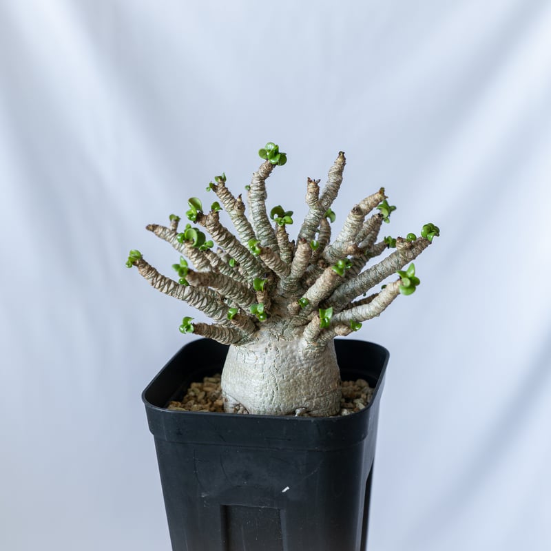アデニウム ドーセットホーン アラビカム 獅子葉 発根済 D.H.A Adenium