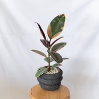 フィカス ベリーズ 鉢セット Ficus elastica Belize 観葉植物 インテリアグリーン 静岡 ANTIDOTE 通販 S1396