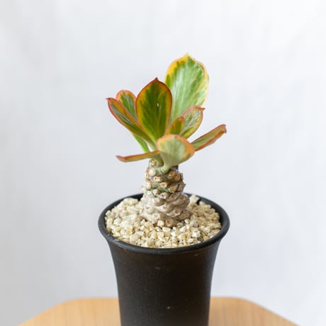 ユーフォルビア ポイゾニー錦  Euphorbia poissonii 多肉植物 珍奇植物 静岡 ANTIDOTE 通販 S558