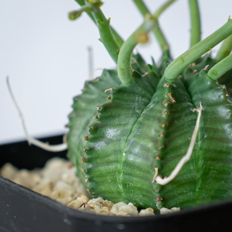 ユーフォルビア スーパーバリダ 実生 雄株 Euphorbia super valida 多肉