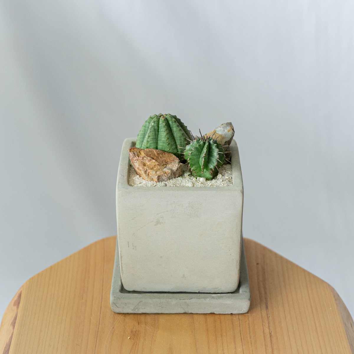 ユーフォルビア パルビメデューサ 3号 プラ鉢 塊根植物 コーデックス