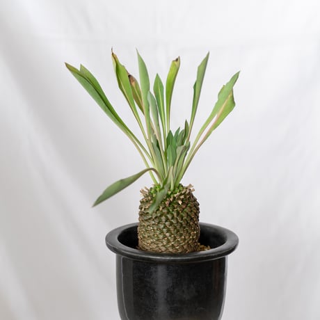 鉄甲丸 ユーフォルビア ブプレウリフォリア 実生 雌株 Euphorbia bupleurifolia 多肉植物 珍奇植物 静岡 ANTIDOTE 通販 S532