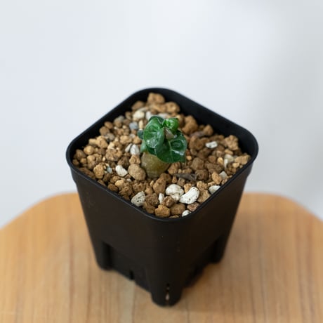 アデニウム アラビカム ドーセットホーン 獅子葉 実生 Adenium Arabicum Dorset Horn 塊根植物 コーデックス 多肉植物 珍奇植物 静岡 ANTIDOTE 通販 S1454
