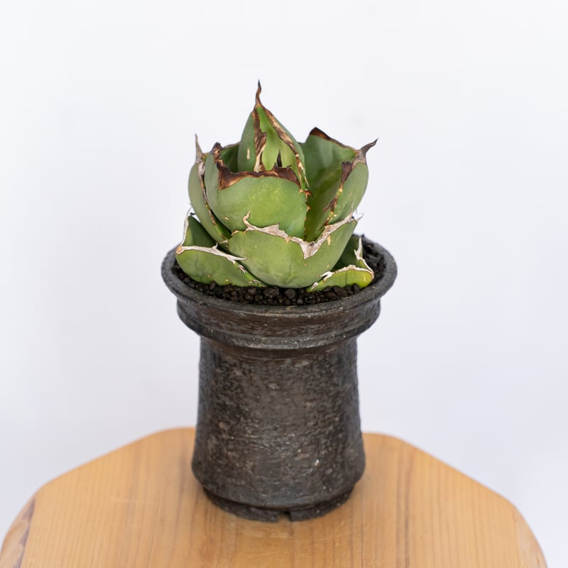 保田修作鉢セット】アガベ チタノタ 純血ジャガーノート OC株 Agave