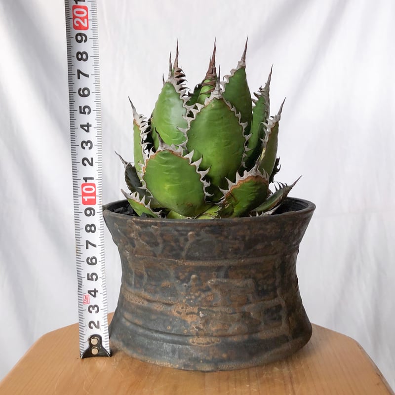 アガベ ホリダ 鉢セット OC株【発根管理中】Agave horrida 多肉植物