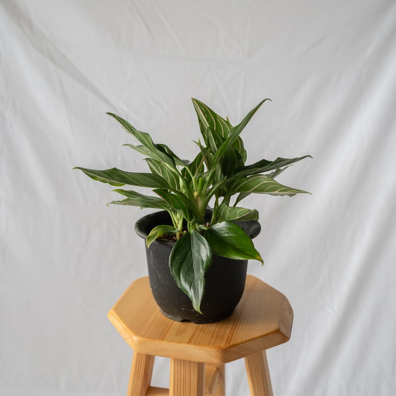 アグラオネマ ロタンダム aglaonema 観葉植物 静岡 ANTIDOTE 通販 S44