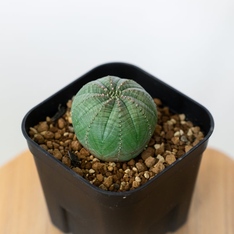 ユーフォルビア オベサ 実生 Euphorbia obesa 多肉植物 珍奇植物 静岡