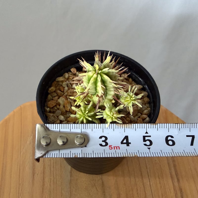 ユーフォルビア 紅彩閣錦 エノプラ 斑入り Euphorbia enopla 塊根植物