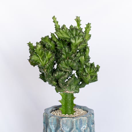 ユーフォルビア マハラジャ 鉢セット Euphorbia lactea 塊根植物 多肉植物 珍奇植物 静岡 ANTIDOTE 通販 S1170