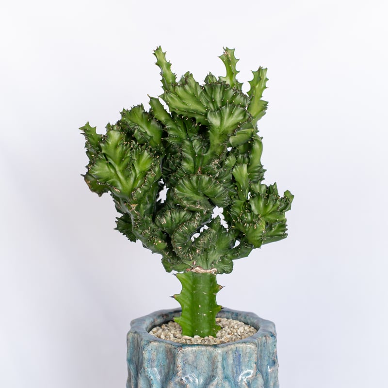 ユーフォルビア マハラジャ 鉢セット Euphorbia lactea 塊根植物 多肉