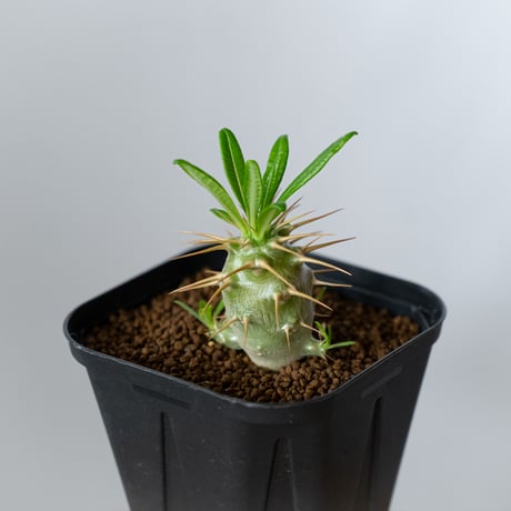 パキポディウム アンボンゲンセ 実生 Pachypodium ambongense 塊根植物 コーデックス 多肉植物 珍奇植物 静岡 ANTIDOTE 通販 S1437