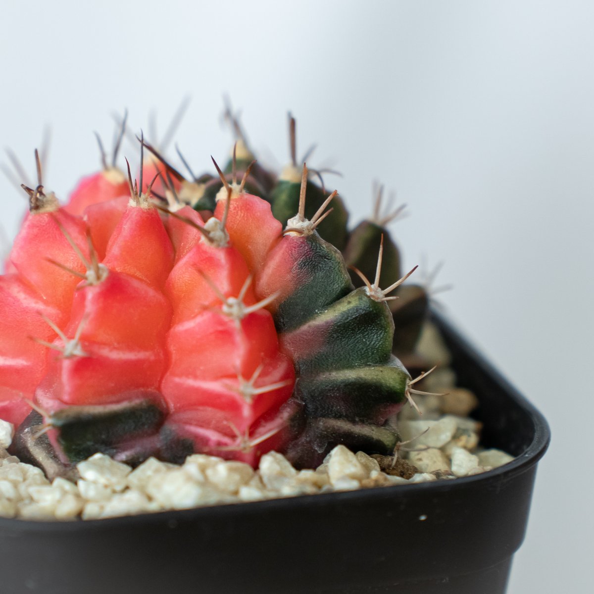 ギムノカリキウム ミハノビッチ 実生【発根管理中】緋牡丹錦