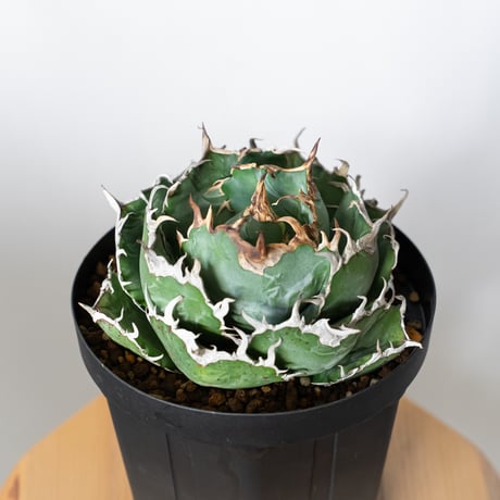 アガベ白鯨 | STORES