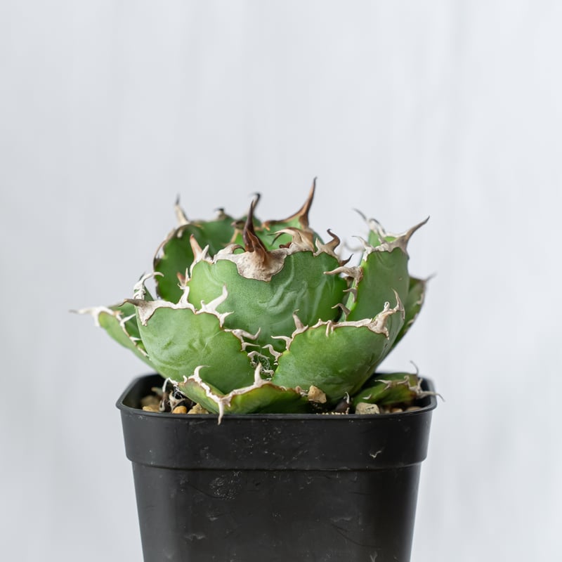アガベ チタノタ 白鯨【発根管理中】美株 Agave titanota White Whale