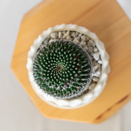 マミラリア 銀河 鉢セット Mammillaria saetigera サボテン 多肉植物 珍奇植物 静岡 ANTIDOTE 通販 S1395