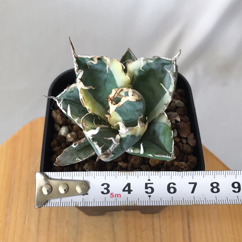 アガベ チタノタ 白鯨 白鯨錦 白覆輪 TC株 Agave titanota White Wh