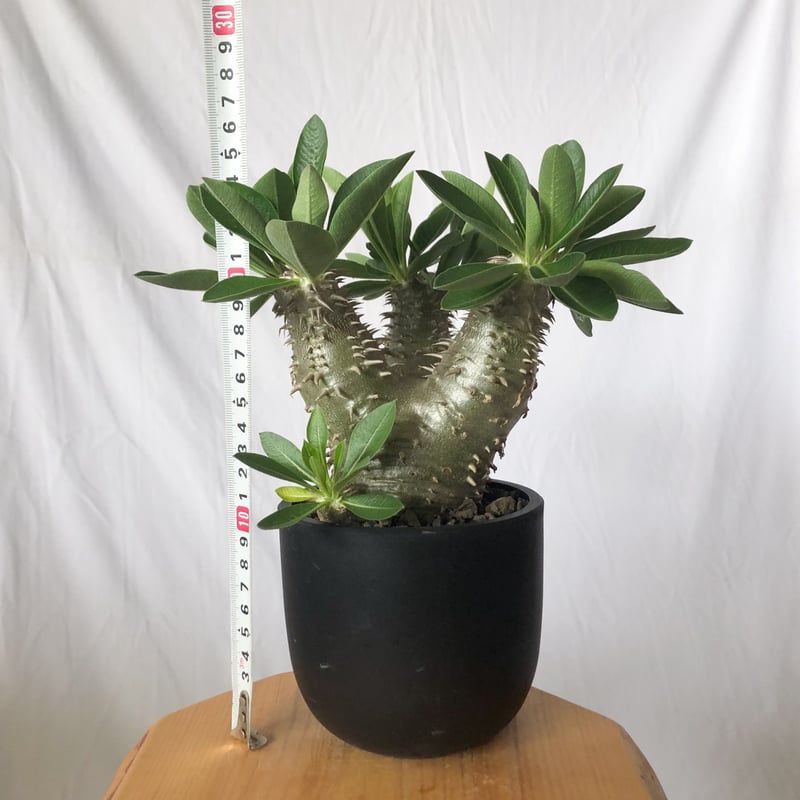 パキポディウム 恵比寿大黒 実生 美株 Pachypodium Densicaule 塊根植物