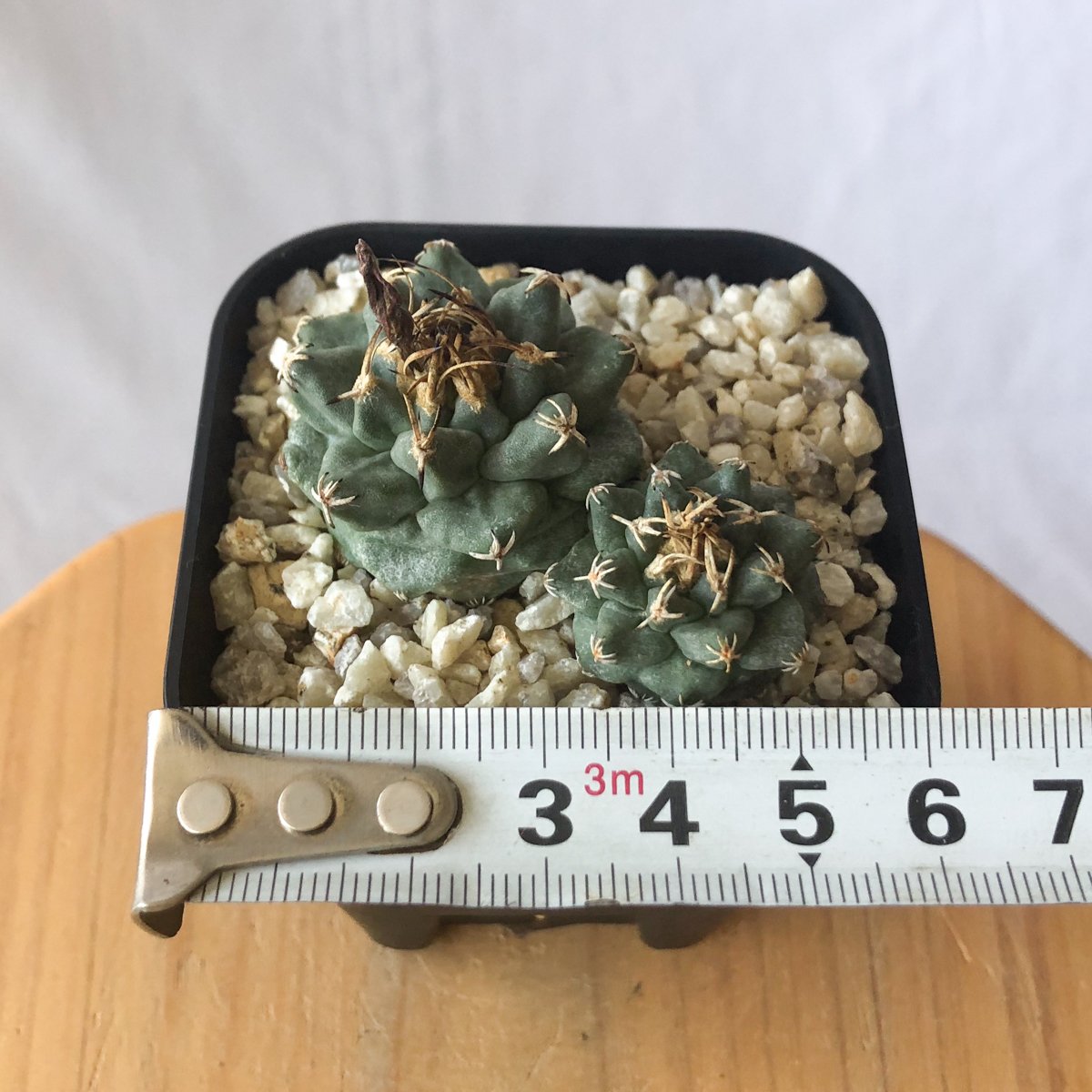 ツルビニカルプス アロンソイ 実生 Turbinicarpus alonsoi サボテン