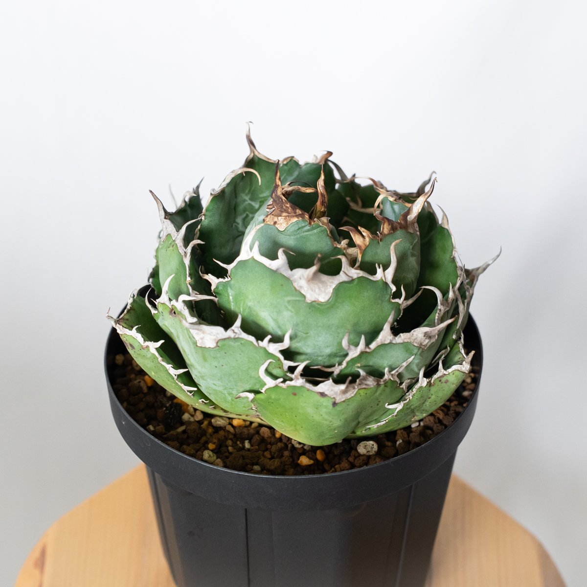 多肉植物 アガベ チタノタ 白鯨 小株 10株同梱 発根済 アガベ チタノタ 白鯨 特大株 【発根管理中】OC株 Agave titanota White