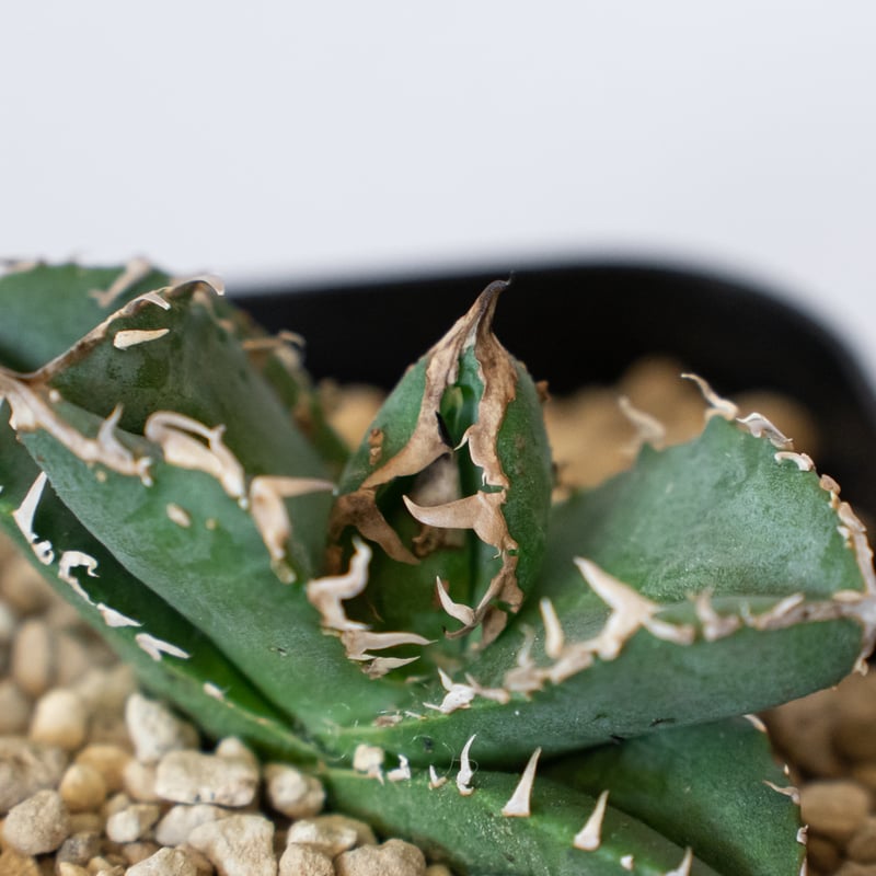 アガベ チタノタ 氷雹【発根管理中】TC株 Agave titanota HYO ブツブツ