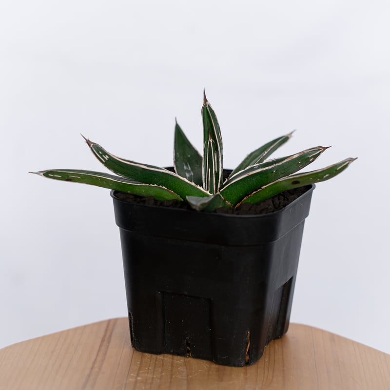 アガベ ニッケルシー 笹吹雪 OC株 Agave nickelsiae 多肉植物 珍奇植物