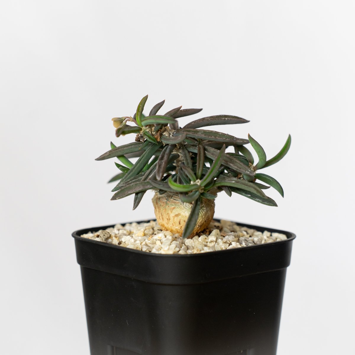 ユーフォルビア キリンドリフォリア トゥビフェラEuphorbia