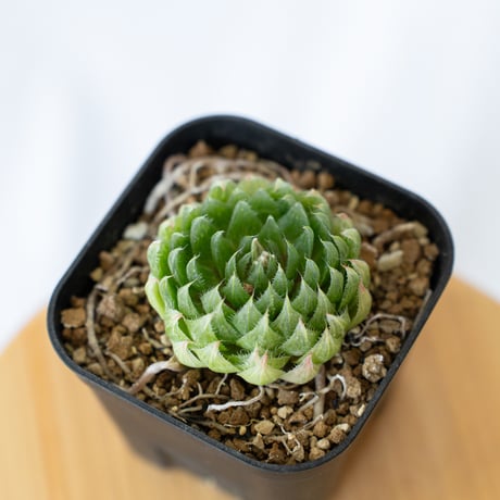 緑爪】韓国苗 エケベリア 小苗 抜き苗 多肉植物 すりつぶし 緑爪】韓国苗 エケベリア 小苗 抜き苗 多肉植物 すりつぶし