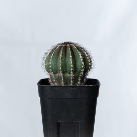 ユーベルマニア ペクチニフェラ 実生 Uebelmannia pectinifera サボテン 多肉植物 珍奇植物 静岡 ANTIDOTE 通販 S1379