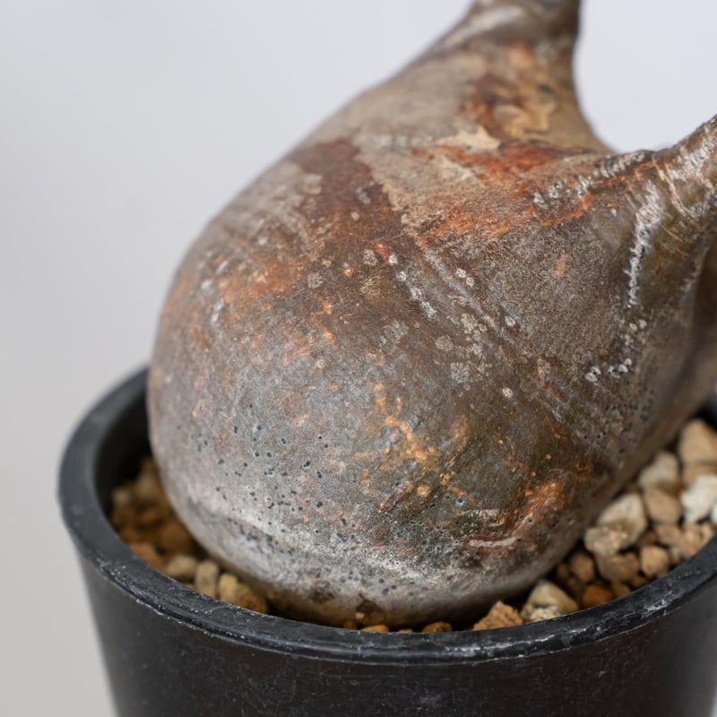 パキポディウム グラキリス 現地球 pachypodhium Gracilius 塊根植物 コ