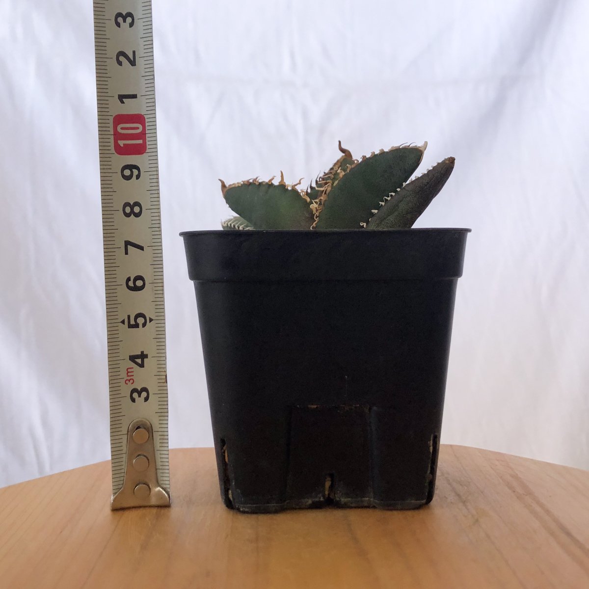 アガベ チタノタ 悪魔くん【発根管理中】TC株 Agave titanota 多肉植物