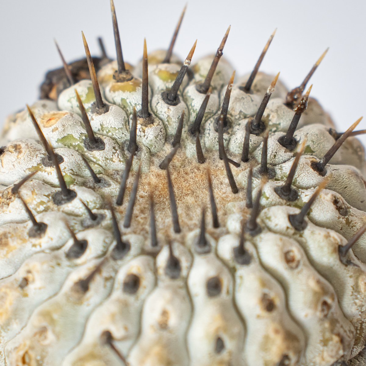 現地株】コピアポア 黒王丸 発根管理中 Copiapoa cinerea サボテン